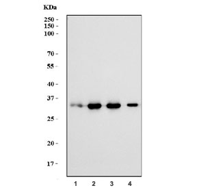 Western blot testing of human 1) U-2 OS, 2) HEK293, 3) Jurkat and 4) K562 cell lysate with Replication Protein A2 antibody. Expected molecular weight ~32 kDa.