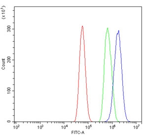 Flow cytometry testing of human U-87 MG cells with Annexin VI antibody at 1ug/million cells (blocked with goat sera); Red=cells alone, Green=isotype control, Blue= Annexin VI antibody.