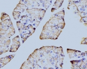 IHC staining of FFPE mouse pancreas tissue with Annexin VI antibody. HIER: boil tissue sections in pH8 EDTA for 20 min and allow to cool before testing.