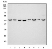 Western blot testing of 1) human HeLa, 2) human A431, 3) human HepG2, 4) human MCF7, 5) rat testis, 6) rat liver, 7) mouse testis and 8) mouse liver tissue lysate with DHODH antibody. Predicted molecular weight ~43 kDa.