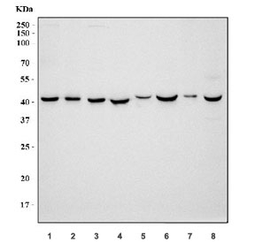 Western blot testing of 1) human HeLa, 2) human A431, 3) human HepG2, 4) human MCF7, 5) rat testis, 6) rat liver, 7) mouse testis and 8) mouse liver tissue lysate with DHODH antibody. Predicted molecular weight ~43 kDa.