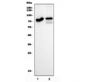 Western blot testing of human 1) HepG2 and 2) A549 cell lysate with Cytochrome P450 Reductase antibody. Predicted molecular weight: ~77 kDa.