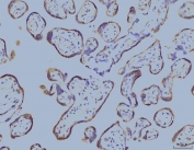IHC staining of FFPE human placenta tissue with EIF4A1 antibody. HIER: boil tissue sections in pH8 EDTA for 20 min and allow to cool before testing.