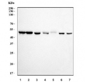 Western blot testing of 1) human HeLa, 2) human HEK293, 3) human U-87 MG, 4) human K562, 5) rat spleen, 6) rat PC-12 and 7) mouse RAW264.7 cell lysate with EIF4A1 antibody. Predicted molecular weight ~46 kDa.