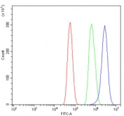 Flow cytometry testing of human U-87 MG cells with EIF4A1 antibody at 1ug/million cells (blocked with goat sera); Red=cells alone, Green=isotype control, Blue= EIF4A1 antibody.