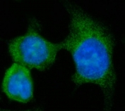 Immunofluorescent staining of FFPE human Caco-2 cells with AASS antibody (green) and DAPI nuclear stain (blue). HIER: steam section in pH6 citrate buffer for 20 min.