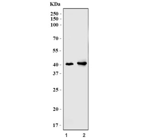 Western blot testing of human 1) HEK293 and 2) U-87 MG cell lysate with Adenosine Receptor A2b antibody. Expected molecular weight: 36-40 kDa.