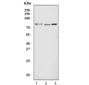 Western blot testing of 1) human HeLa, 2) ThP-1 and 3) mouse lung tissue lysate with AHRR antibody. Predicted molecular weight: 76-78 kDa.