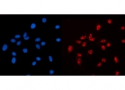 Immunofluorescent staining of FFPE human MCF7 cells with AKAP 95 antibody (red) and DAPI nuclear stain (blue). HIER: steam section in pH6 citrate buffer for 20 min.