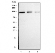 Western blot testing of human 1) HEK293, 2) PC-3 and 3) HepG2 cell lysate with AKAP 95 antibody. Predicted molecular weight ~76 kDa but routinely observed at ~95 kDa.