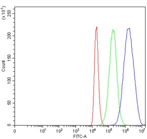 Flow cytometry testing of human 293T cells with AP2A2 antibody at 1ug/million cells (blocked with goat sera); Red=cells alone, Green=isotype control, Blue= AP2A2 antibody.