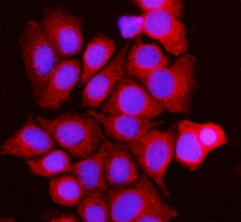 Immunofluorescent staining of FFPE human MCF7 cells with BCKDK antibody (red) and DAPI nuclear stain (blue). HIER: steam section in pH6 citrate buffer for 20 min.