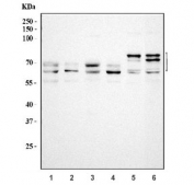 Western blot testing of 1) human Jurkat, 2) human HeLa, 3) human SK-O-V3, 4) human Caco-2, 5) rat brain and 6) mouse brain tissue lysate with BIN1 antibody. Expected molecular weight: 46-90 kDa.