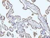 IHC staining of FFPE human placental tissue with BZW2 antibody. HIER: boil tissue sections in pH8 EDTA for 20 min and allow to cool before testing.