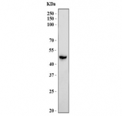 Western blot testing of human K562 cell lysate with BZW2 antibody. Predicted molecular weight ~48 kDa.