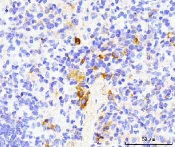 IHC staining of FFPE rat spleen tissue with Cd154 antibody. HIER: boil tissue sections in pH8 EDTA for 20 min and allow to cool before testing.~