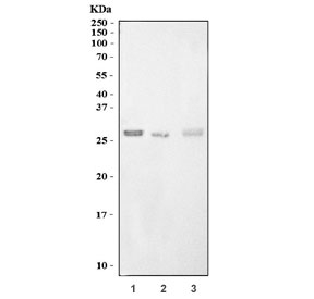 Western blot testing of 1) rat C6, 2) mouse thymus and 3) mouse RAW264.7 cell lysate with Cd154 antibo