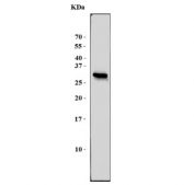 Western blot testing of human 293T cells with CENPH antibody. Predicted molecular weight ~28 kDa.