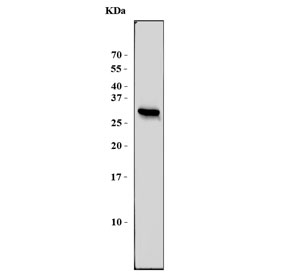 Western blot testing of human 293T cells with CENPH antibody. Predicted mo