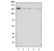 Western blot testing of 1) human HEK293, 2) human SH-SY5Y, 3) human HL60, 4) rat brain and 5) mouse brain tissue lysate with CLASP2 antibody. Expected molecular weight: 140-160 kDa.
