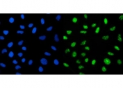Immunofluorescent staining of FFPE human HeLa cells with CRTC3 antibody (green) and DAPI nuclear stain (blue). HIER: steam section in pH6 citrate buffer for 20 min.