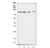 Western blot testing of 1) human HepG2, 2) HEK293, 3) monkey COS7 and 4) human HeLa cell lysate with CRTC3 antibody. Predicted molecular weight ~67 kDa but commonly observed at 70-80 kDa.
