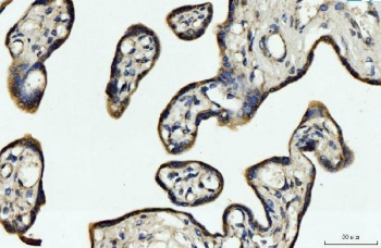 IHC staining of FFPE human placental tissue with CYB5B antibody. HIER: boil tissue sections in pH8 EDTA for 20 min and allow to cool before testing.