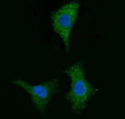 Immunofluorescent staining of FFPE human A549 cells with CYB5B antibody (green) and DAPI nuclear stain (blue). HIER: steam section in pH6 citrate buffer for 20 min.