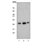 Western blot testing of 1) human HepG2, 2) human A549 and 3) mouse liver tissue lysate with CYB5B antibody. Expected molecular weight: 17-21 kDa.