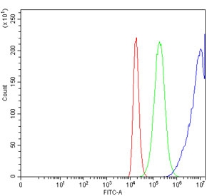 Flow cytometry testing of human 293T cells with CYB5R3 antibody at 1ug/million cells (blocked with goat sera); Red=cells alone, Green=isotype control, Blue= CYB5R3 antibody.