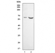 Western blot testing of human 1) MCF7 and 2) Raji cell lysate with NOX2/gp91phox antibody. Predicted molecular weight ~65 kDa, can be observed at ~85 kDa.