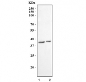 Western blot testing of 1) human HCCT and 2) mouse kidney tissue lysate with D-amino-acid oxidase antibody. Predicted molecular weight: ~39 kDa.