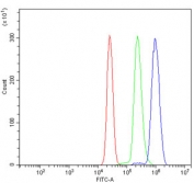 Flow cytometry testing of human U937 cells with D-amino-acid oxidase antibody at 1ug/million cells (blocked with goat sera); Red=cells alone, Green=isotype control, Blue= D-amino-acid oxidase antibody.