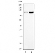 Western blot testing of human 1) Jurkat and 2) HEK293 cell lysate with DDX21 antibody. Predicted molecular weight ~86 kDa.