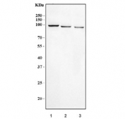 Western blot testing of 1) human HeLa, 2) monkey COS-7 and 3) human K562 cell lysate with Dnmt3b antibody. Predicted molecular weight: 95 kDa.