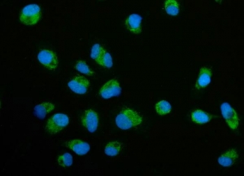 Immunofluorescent staining of FFPE human PC-3 cells with ECSIT antibody (green) and DAPI nuclear stain (blue). HIER: steam section in pH6 citrate buffer for 20 min.