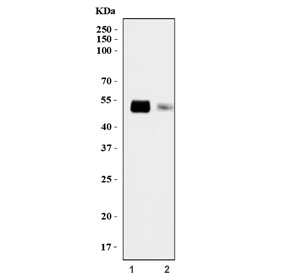 Western blot testing of human 1) PC-3 and 2) HeLa cell lysate with ECSIT antibody. Predicted molecular weight ~49 kDa.