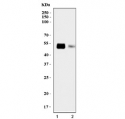 Western blot testing of human 1) PC-3 and 2) HeLa cell lysate with ECSIT antibody. Predicted molecular weight ~49 kDa.