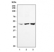 Western blot testing of 1) human K562, 2) human Raji and 3) mouse ANA-1 cell lysate with EIF3E antibody. Expected molecular weight: 48-52 kDa.