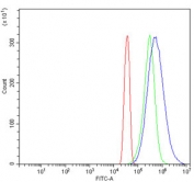 Flow cytometry testing of human HeLa cells with EIF3E antibody at 1ug/million cells (blocked with goat sera); Red=cells alone, Green=isotype control, Blue= EIF3E antibody.