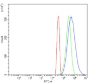 Flow cytometry testing of human HeLa cells with EIF3E antibody at 1ug/million cells (blocked with goat sera); Red=cells alone, Green=isotype control, Blue= EIF3E antibody.