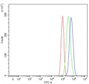 Flow cytometry testing of human PC-3 cells with EIF5A antibody at 1ug/million cells (blocked with goat sera); Red=cells alone, Green=isotype control, Blue= EIF5A antibody.