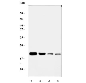 Western blot testing of 1) human HeLa, 2) human Jurkat, 3) rat kidney and 4) mouse kidney tissue lysate with EIF5A antibody. Predicted molecular weight: ~20 kDa.