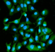 Immunofluorescent staining of FFPE human A549 cells with EIF5A antibody (green) and DAPI nuclear stain (blue). HIER: steam section in pH6 citrate buffer for 20 min.