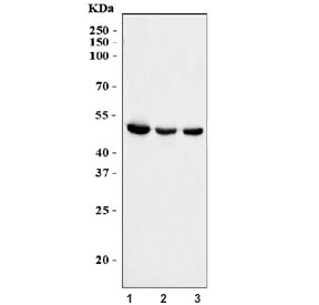 Western blot testing of human 1) HepG2, 2) U-87 MG and 3) HL60 cell lysa