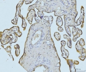 IHC staining of FFPE human placental tissue with ETFA antibody. HIER: boil tissue sections in pH8 EDTA for 20 min and allow to cool before testing.