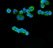 Immunofluorescent staining of FFPE human T-47D cells with ETFA antibody (green) and DAPI nuclear stain (blue). HIER: steam section in pH6 citrate buffer for 20 min.