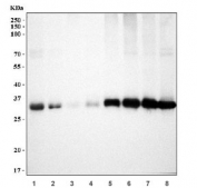 Western blot testing of 1) human HepG2, 2) human HACAT, 3) human U937, 4) human T-47D, 5) rat heart, 6) rat liver, 7) mouse heart and 8) mouse liver tissue lysate with ETFA antibody. Predicted molecular weight: ~35/30 kDa (isoforms 1/2).