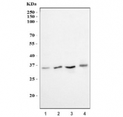 Western blot testing of human 1) HeLa, 2) Jurkat, 3) HEK293 and 4) HepG2 cell lysate with RRP4 antibody. Predicted molecular weight ~33 kDa.