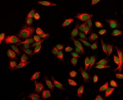 Immunofluorescent staining of FFPE human Hep3B cells with EXOSC8 antibody (Dylight 488-conjugated secondary, green) and Phalloidin-iFluor 555 conjugate (red). HIER: steam section in pH6 citrate buffer for 20 min.